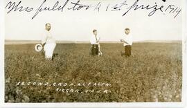 "Second Crop Alfalfa Biggar, Sask"