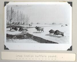 Cree buffalo pound