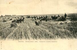 Reaping. Indian Head, Assa, Canadian Pacific Railway