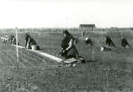 Transplanting conifers - Dibbling in 2 year old seedlings 1910