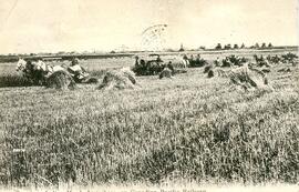 Reaping - Indian Head, Assiniboia, on Canadian Pacific Railway