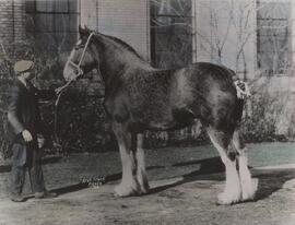 William Gibson and a horse