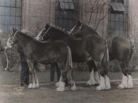 Three horses