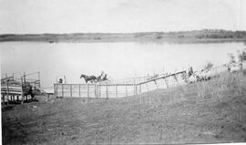 Sheep in pen by lake