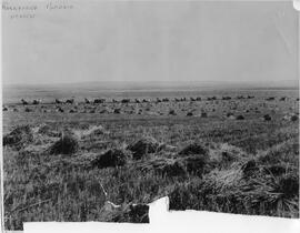 Harvest time, Rockyford, Alberta