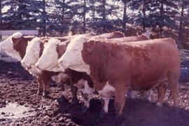 Hereford Heifers