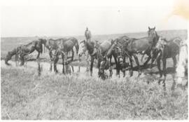 Work horses at a stream