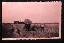 Harvest Scene