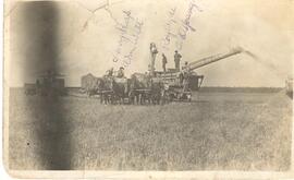 Harvesting Scene - Naisberry, Sask.