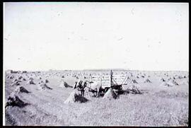 'Out to pick up sheaves'