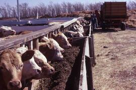 Cattle Pens - Melfort, Saskatchewan