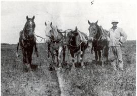 Art Howell's team of three horses and one ox