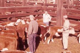 Cattle Pens - Melfort, Saskatchewan