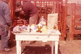 Vaccinating Cattle - Melfort, Saskatchewan