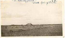 A barley field near Flett Springs, Sask.