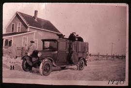 Cows in truck