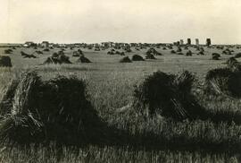 Wheat in Stooks near Tugaske, Saskatchewan