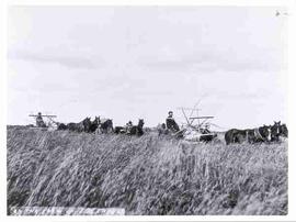 A Moose Jaw Harvest Scene, 1902