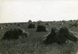 Wheat in Stooks near Moose Jaw, Saskatchewan