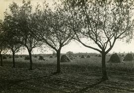 At Government Experimental Farm, Indian Head, Saskatchewan