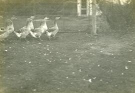 Geese, Nipawin, Saskatchewan