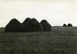 Wheat in Stooks, Cutknife District