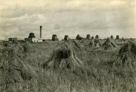 Grain Elevators at Indian Head