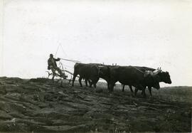 Breaking land with Oxen