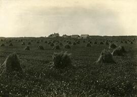 Farm near Yorkton