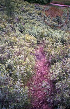 Brush showing damage from water run-off