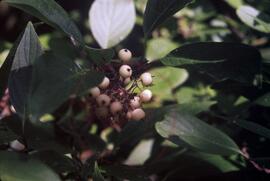 Dogwood berries