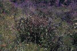 Red-osier dogwood