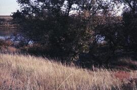 A3 valley bottom, cottonwoods, oak