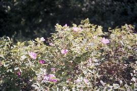 Wild prairie rose