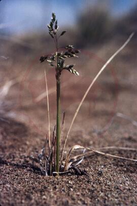 Sweetgrass