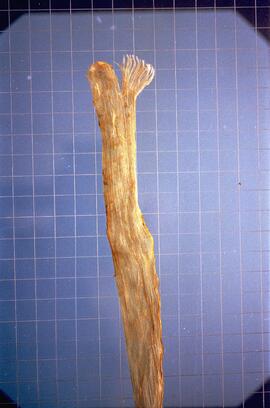 Sinew