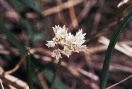 Wild onion