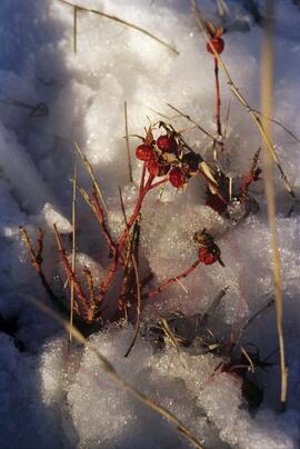 Snow covered rosehip