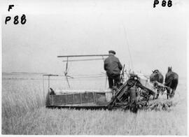 Harvest with a horse drawn binder