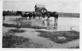 Three Horses in Slough