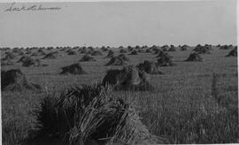 Field of Stooks