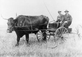 Oxen hitched to a buggy