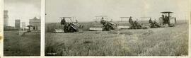 Cutting grain with binders and steel-wheeled tractor