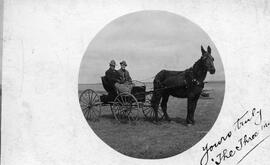 Mule hitched to a buggy.