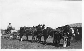 Horses hitched to a buggy