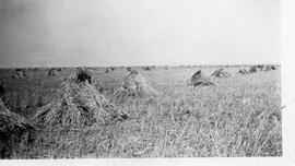 Wheat stooks