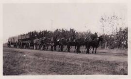 Mule team and Wagons