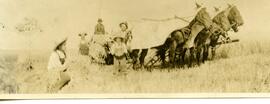 Cutting grain by binder for harvest