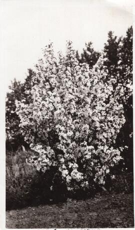 Seager Wheelers Apple Blossoms