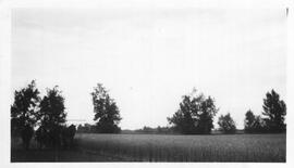 Horses Working in the Field